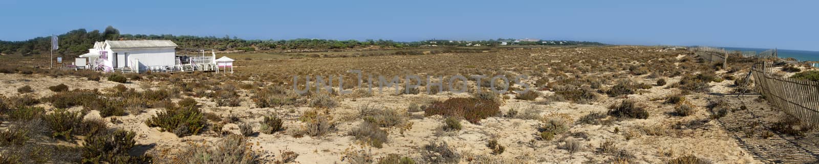 panoramic view of beach dune with vegetation by membio