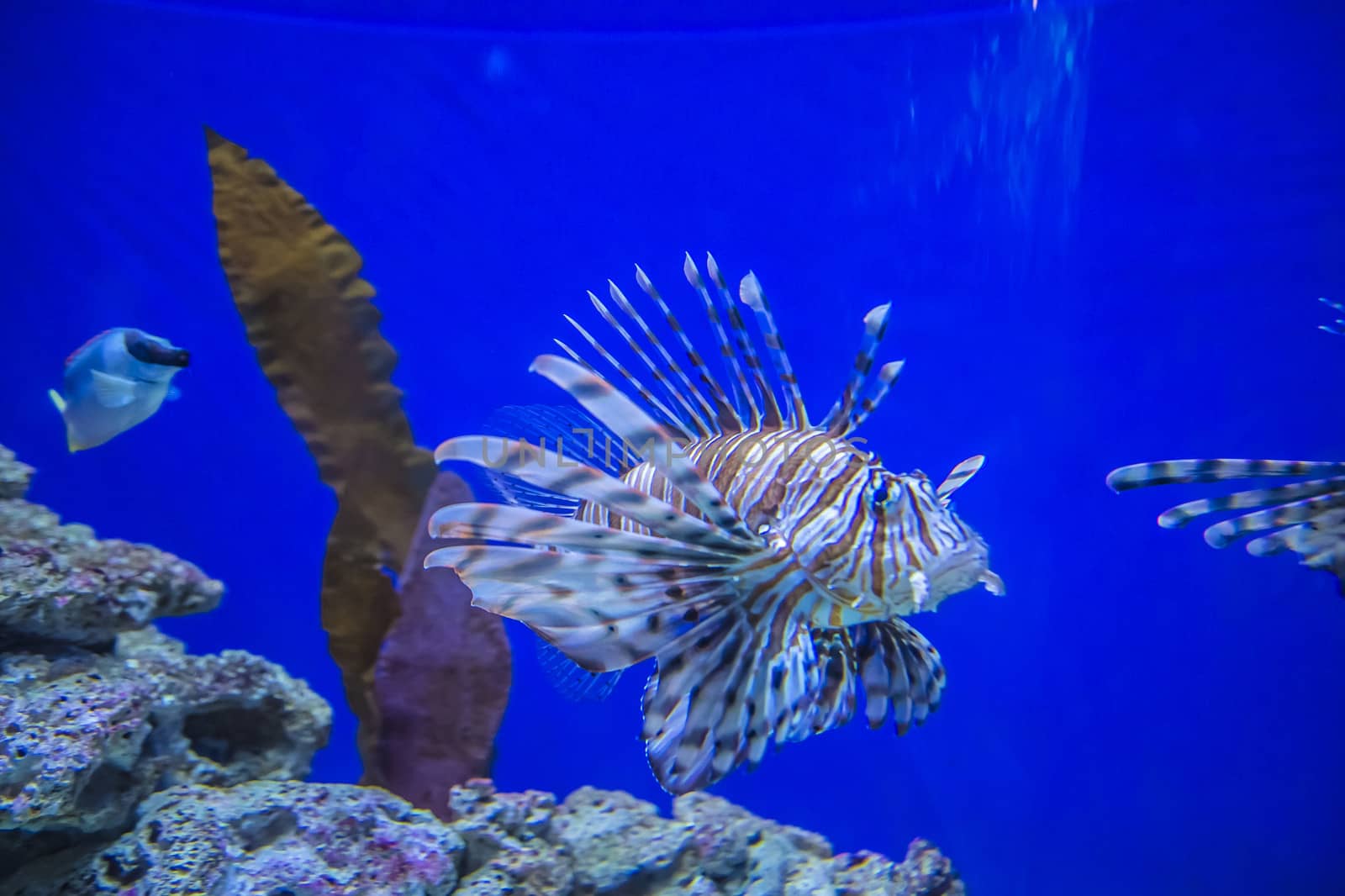 The photos are shot in an aquarium July 25, 2013.