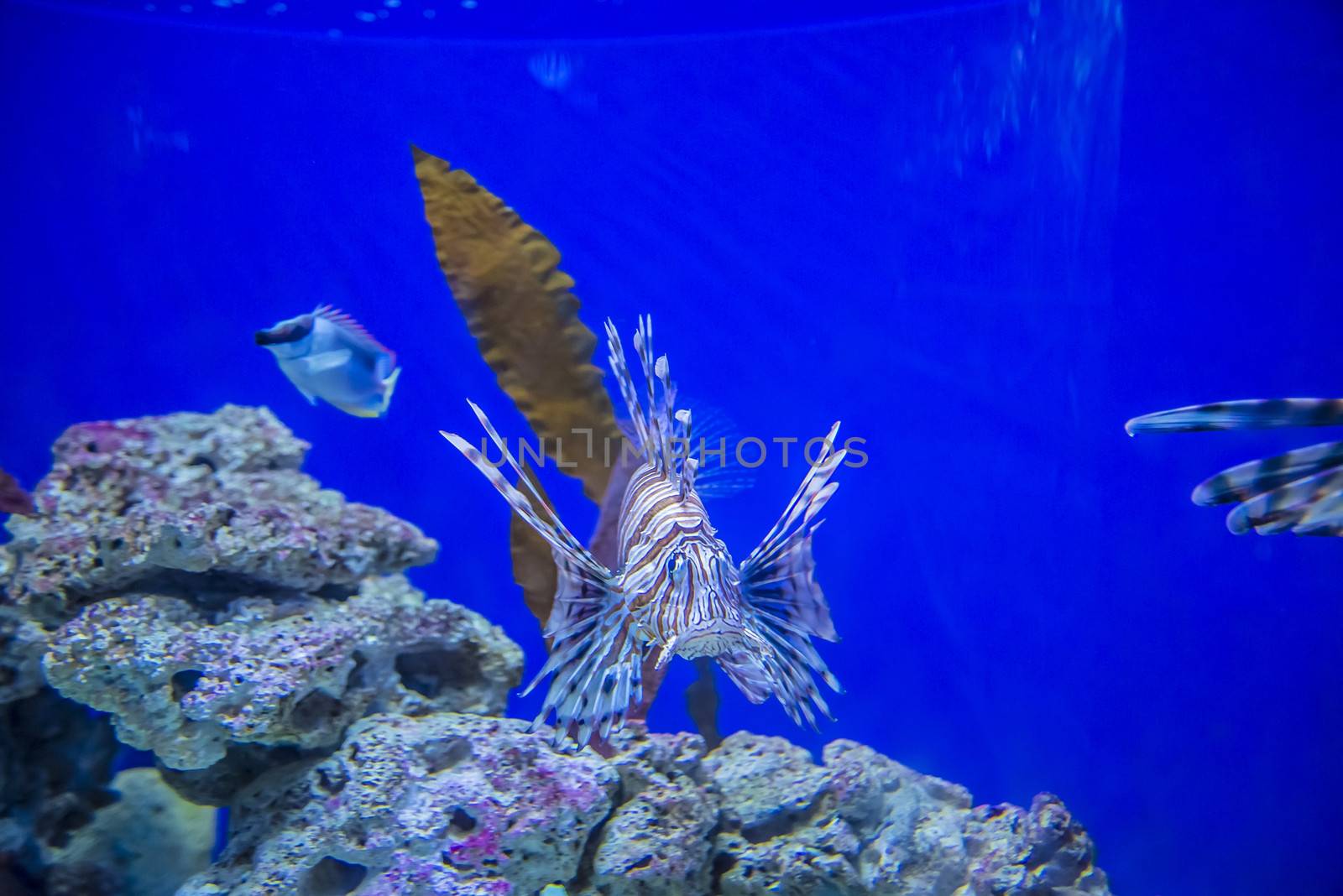 The photos are shot in an aquarium July 25, 2013.