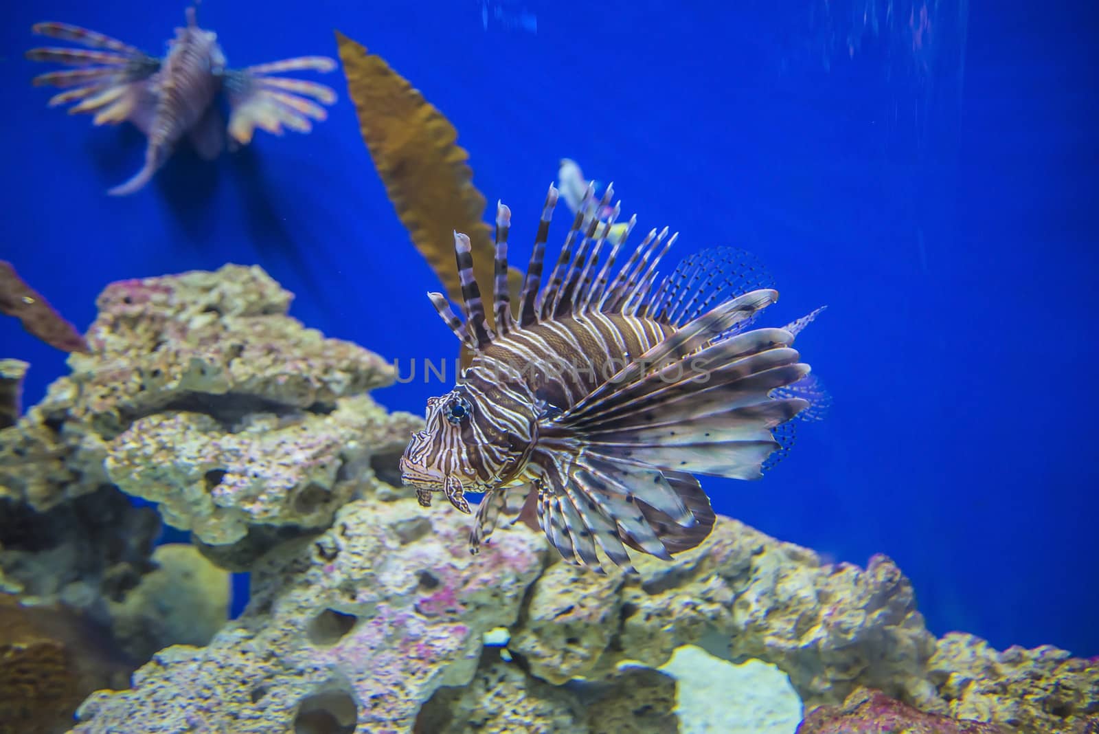 The photos are shot in an aquarium July 25, 2013.