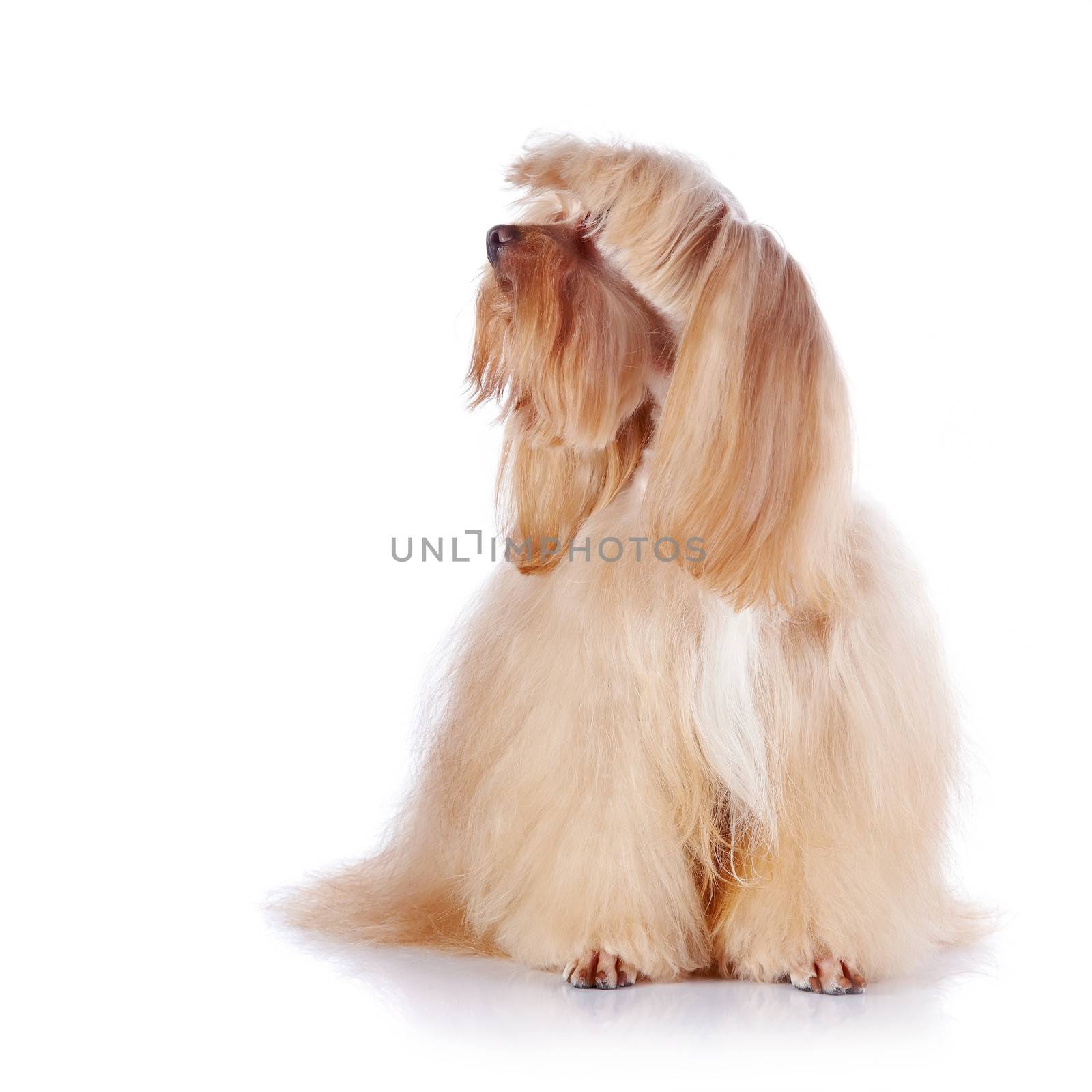 The beige decorative doggie sits on a white background. by Azaliya
