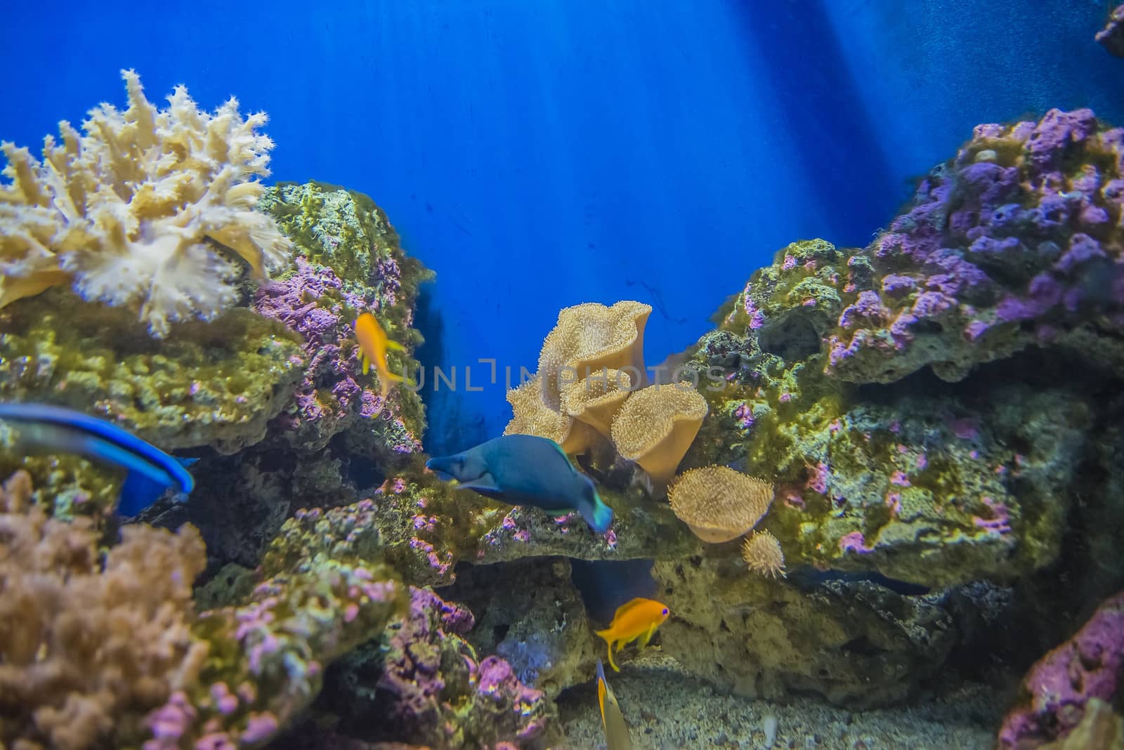 The photos are shot in an aquarium July 25, 2013.