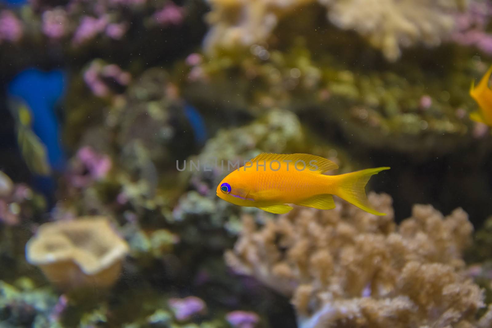 The photos are shot in an aquarium July 25, 2013.