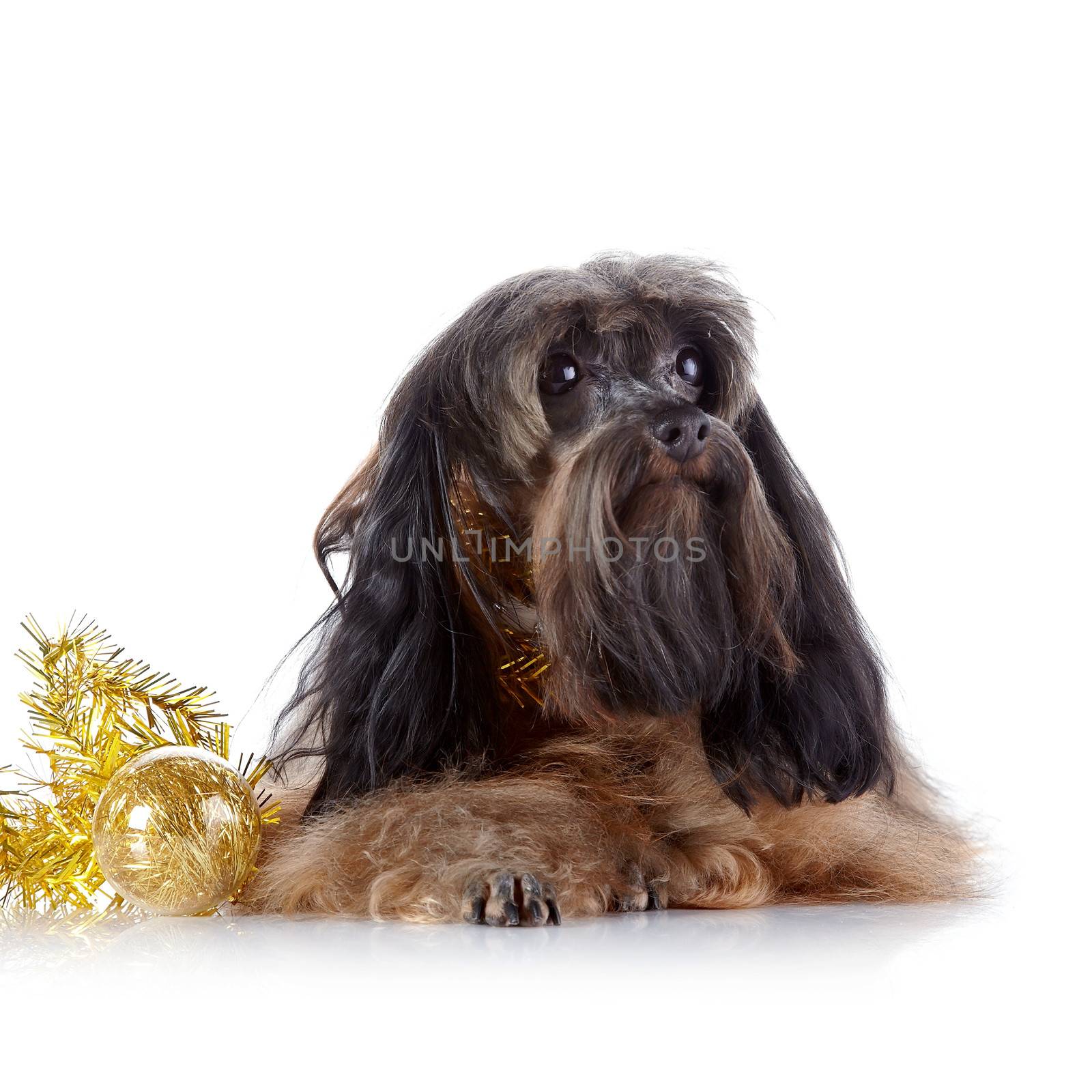 Decorative doggie with a New Year's toy. Decorative dog. Breed doggie Petersburg orchid.