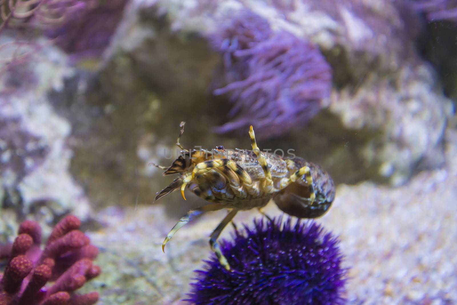 The photos are shot in an aquarium July 25, 2013.