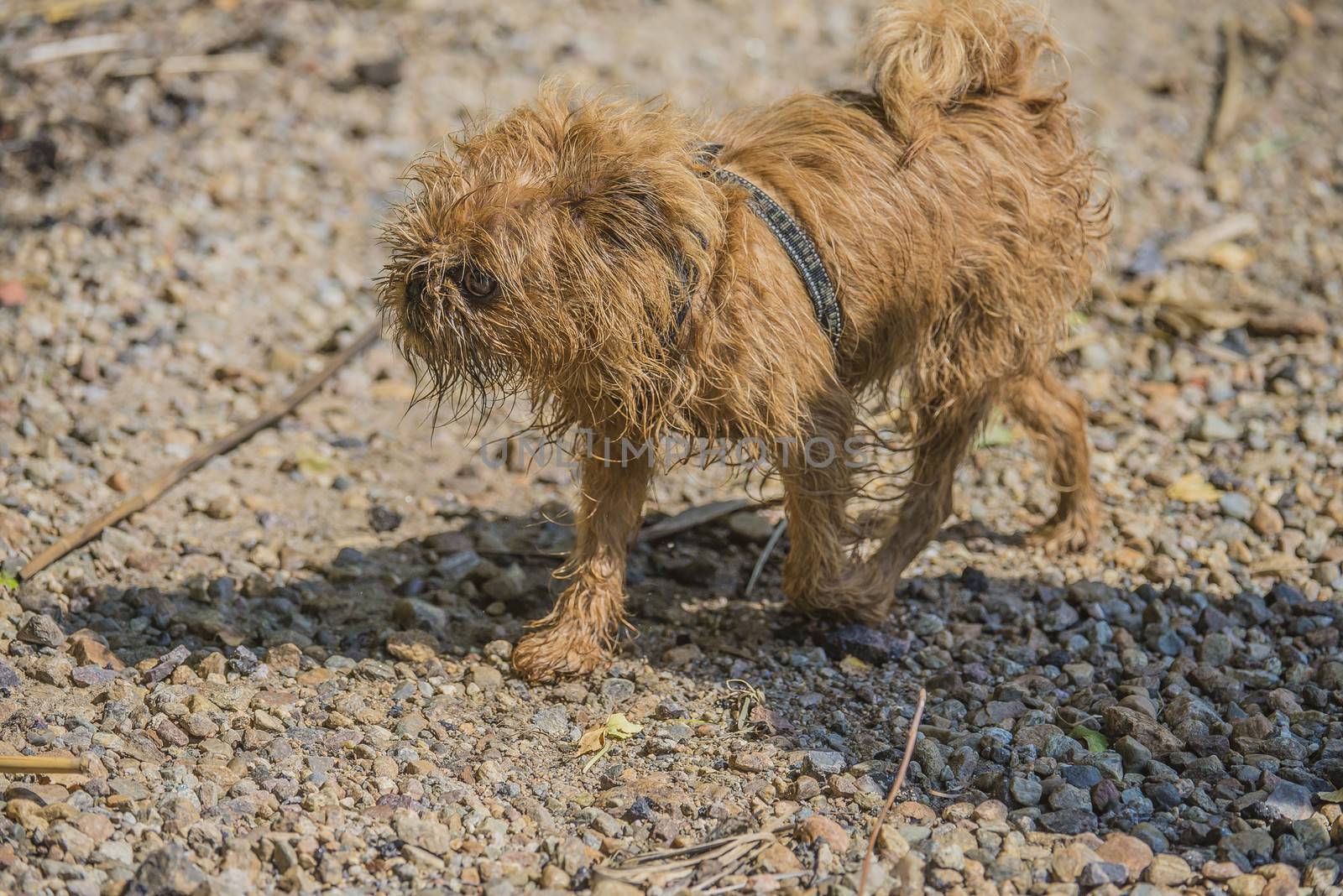 brown shih tzu has just bathed in the sea by steirus