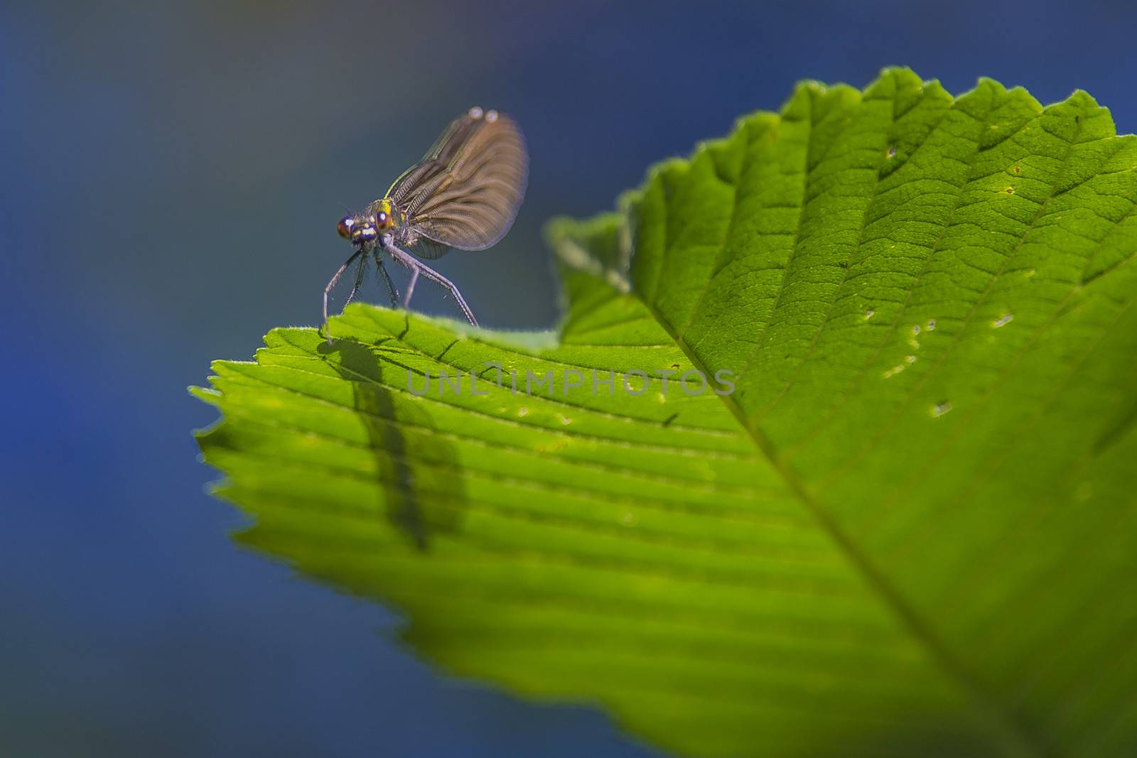 bug on a leaf by steirus