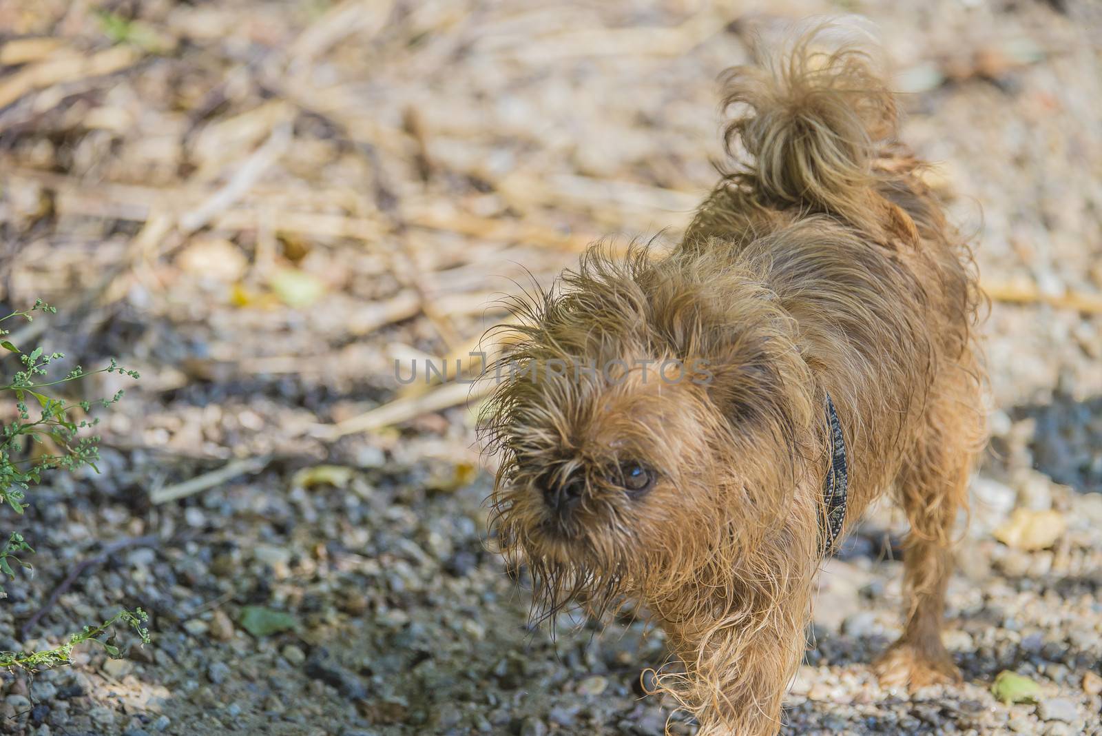 brown shih tzu has just bathed in the sea by steirus