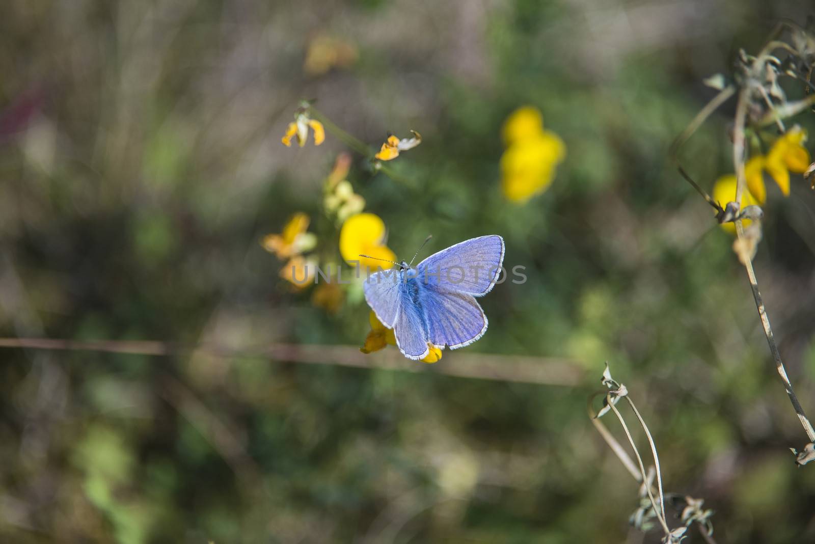 common blue, polyommatus icarus by steirus