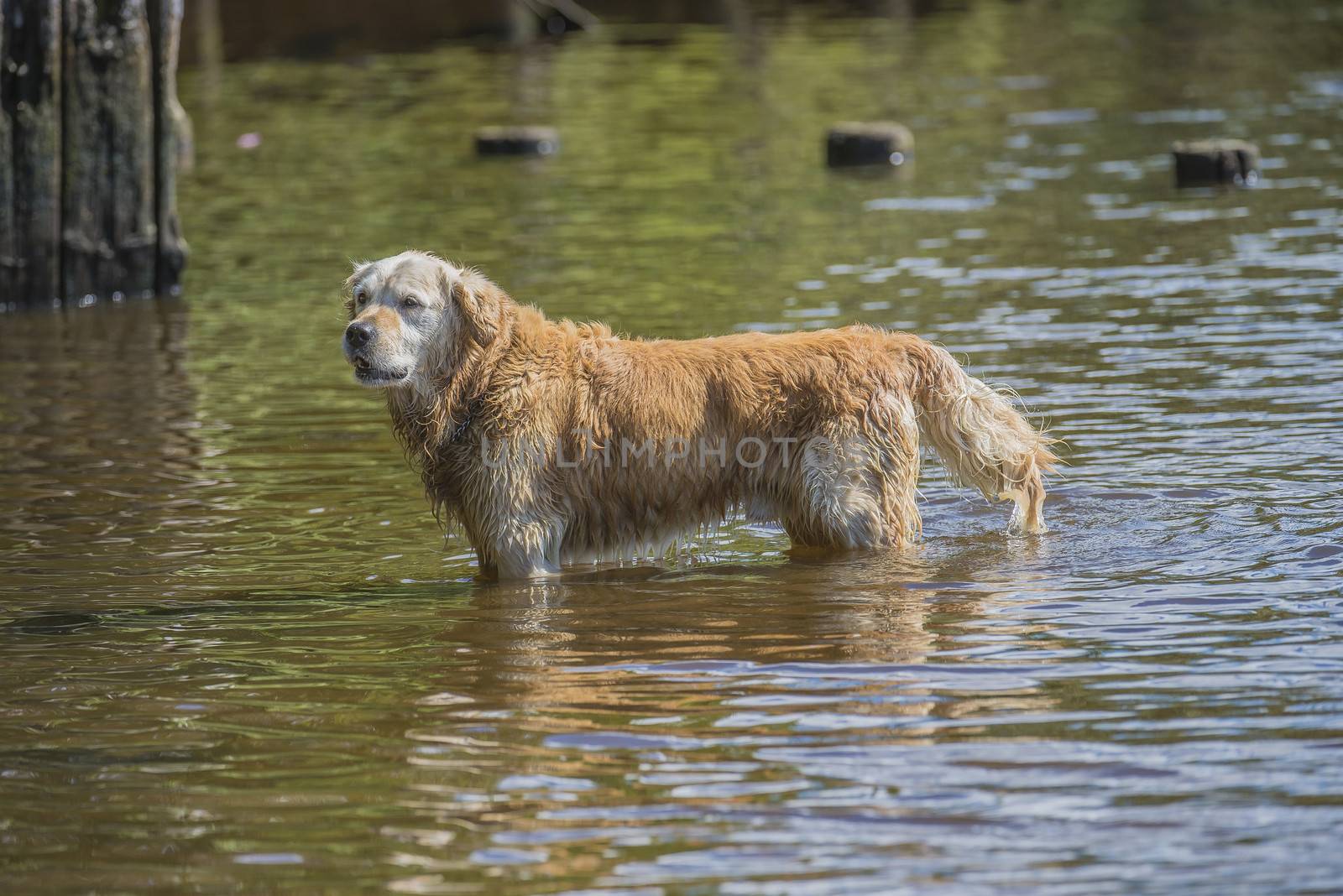 golden retriever bathes in the sea by steirus