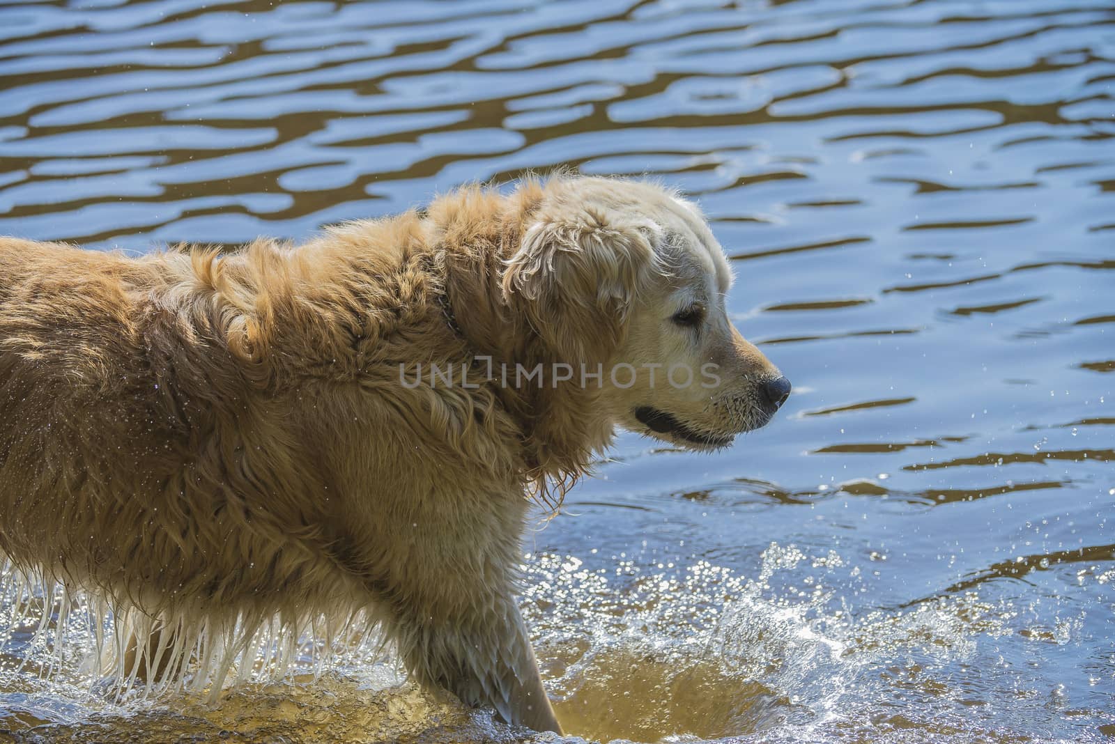 golden retriever bathes in the sea by steirus