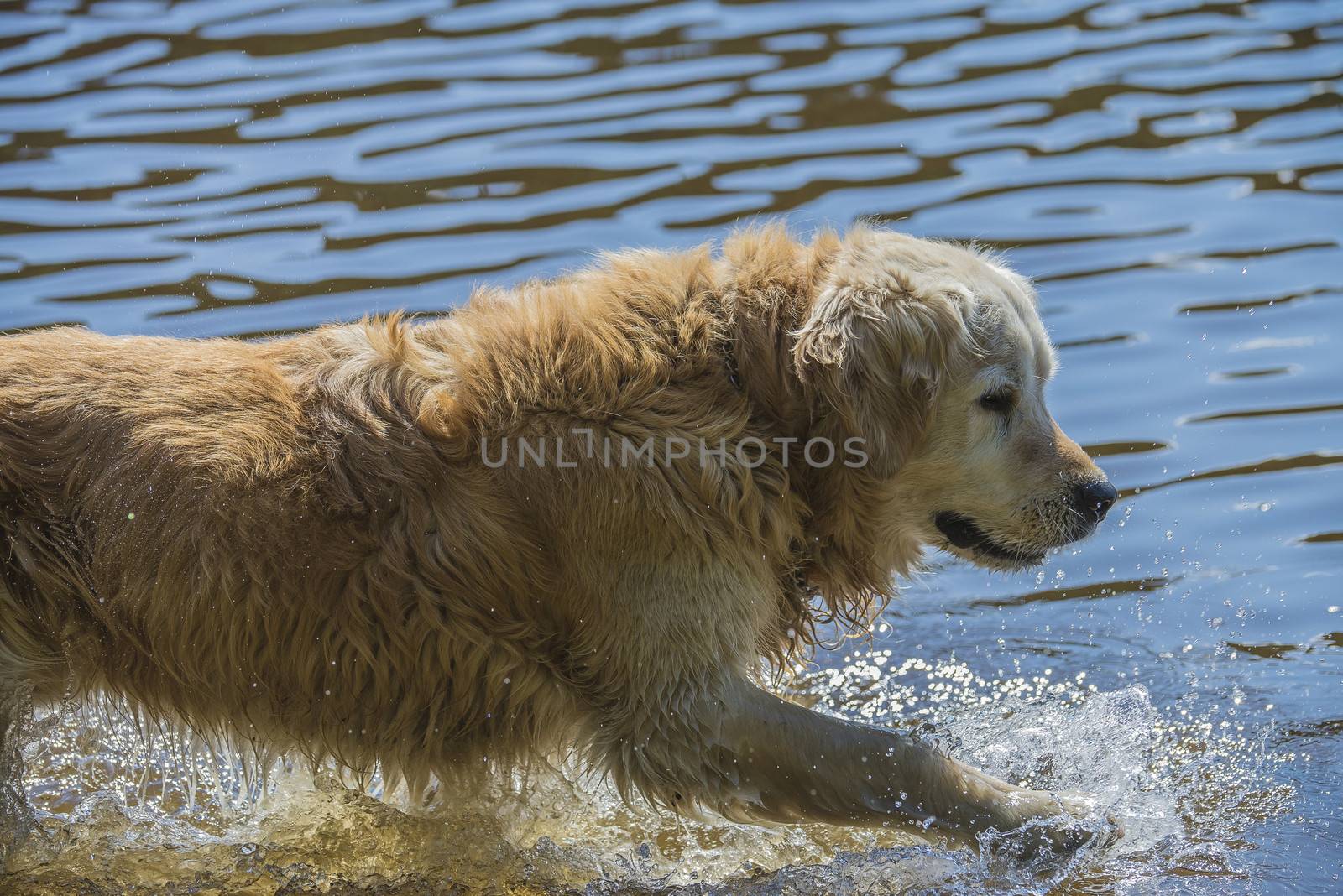 golden retriever bathes in the sea by steirus