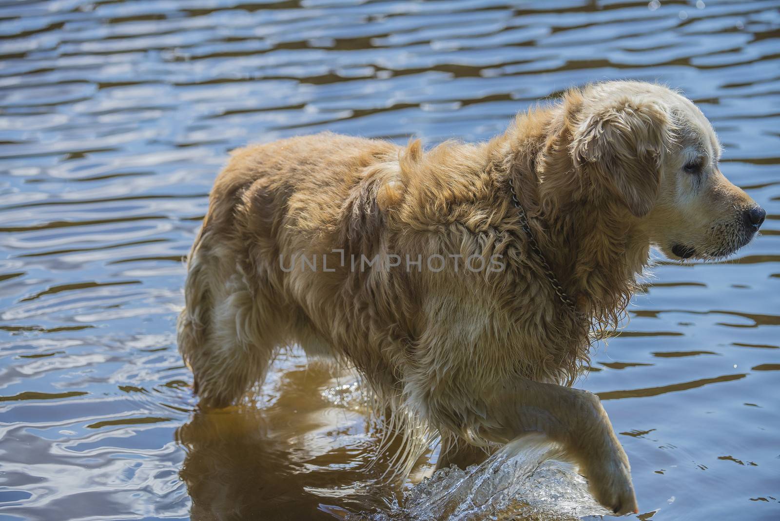 golden retriever bathes in the sea by steirus