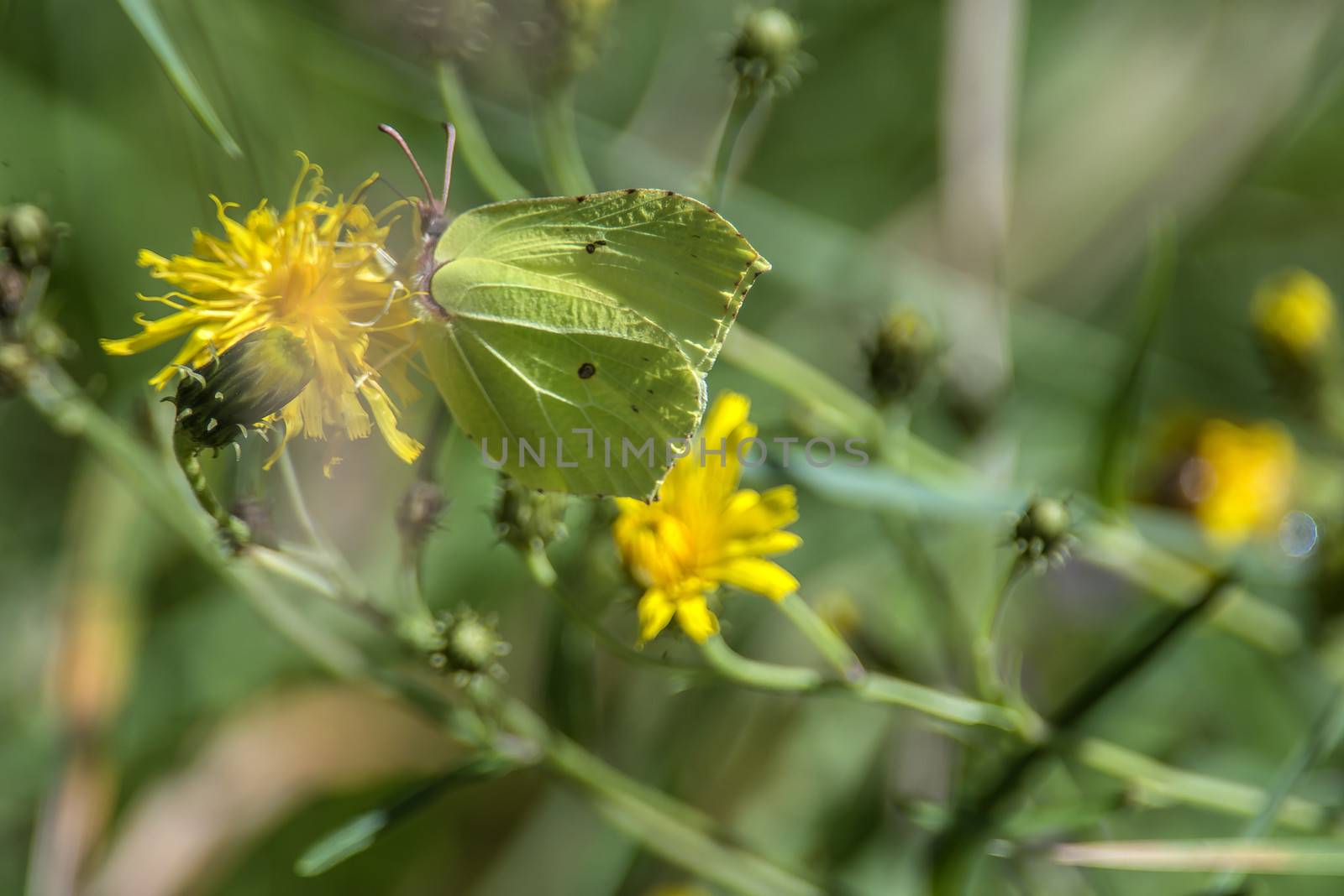 green butterfly on yellow flower by steirus