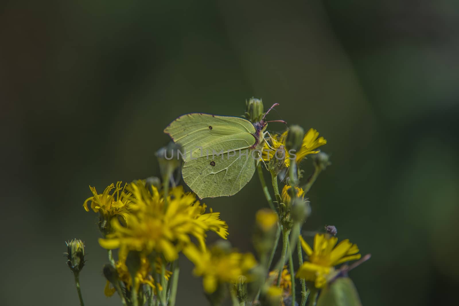 green butterfly on yellow flower by steirus