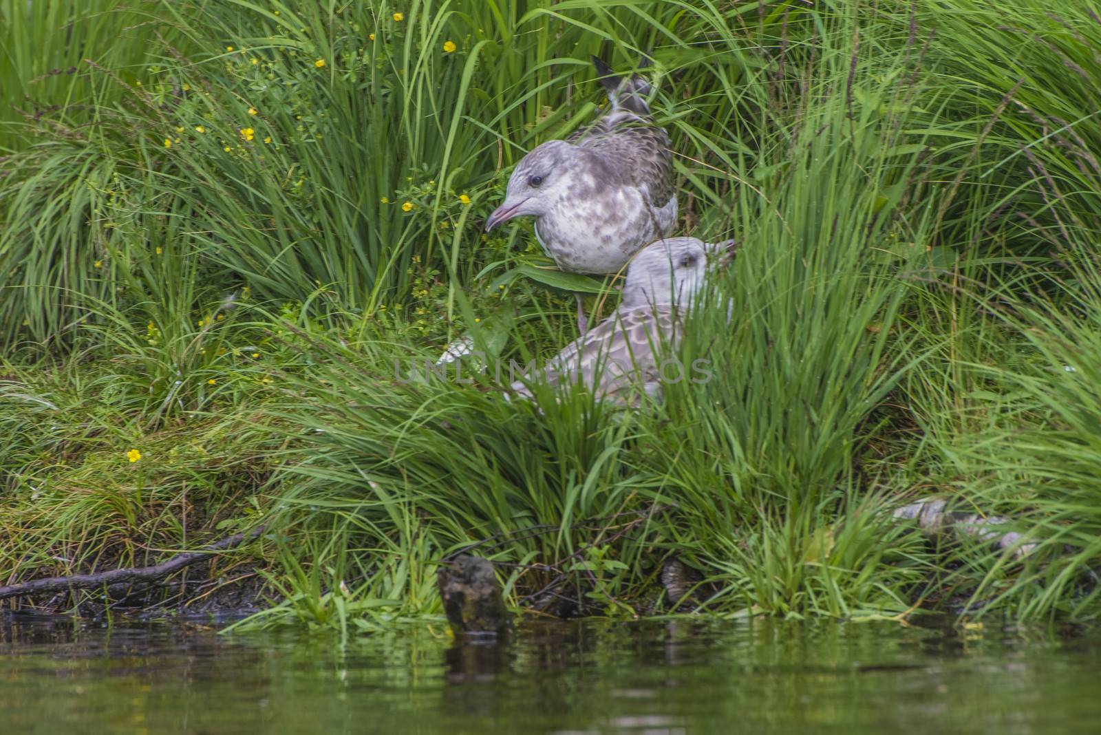 gull chicks hiding in the grass by steirus