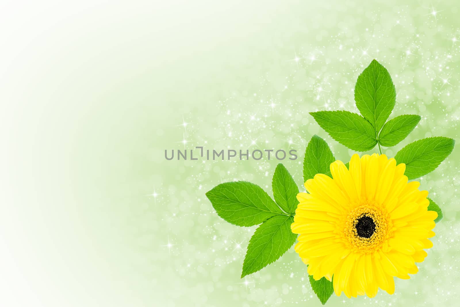 Large yellow gerbera flower