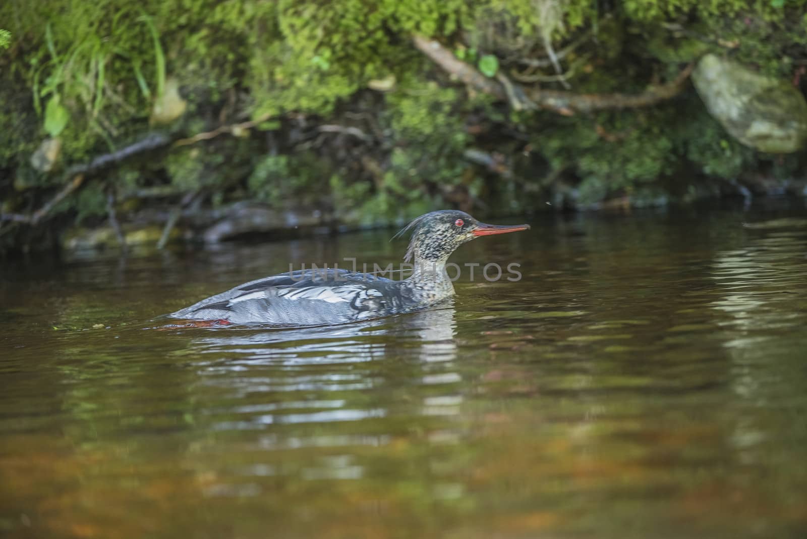 red-breasted merganser, mergus serrator by steirus