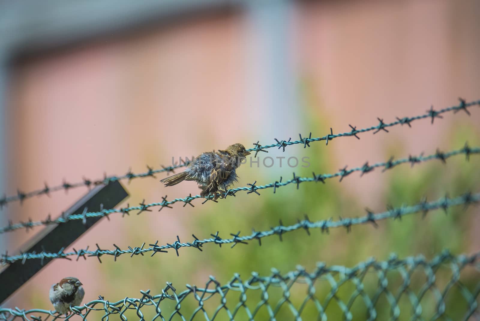 sparrow sitting on a barbed wire fence by steirus