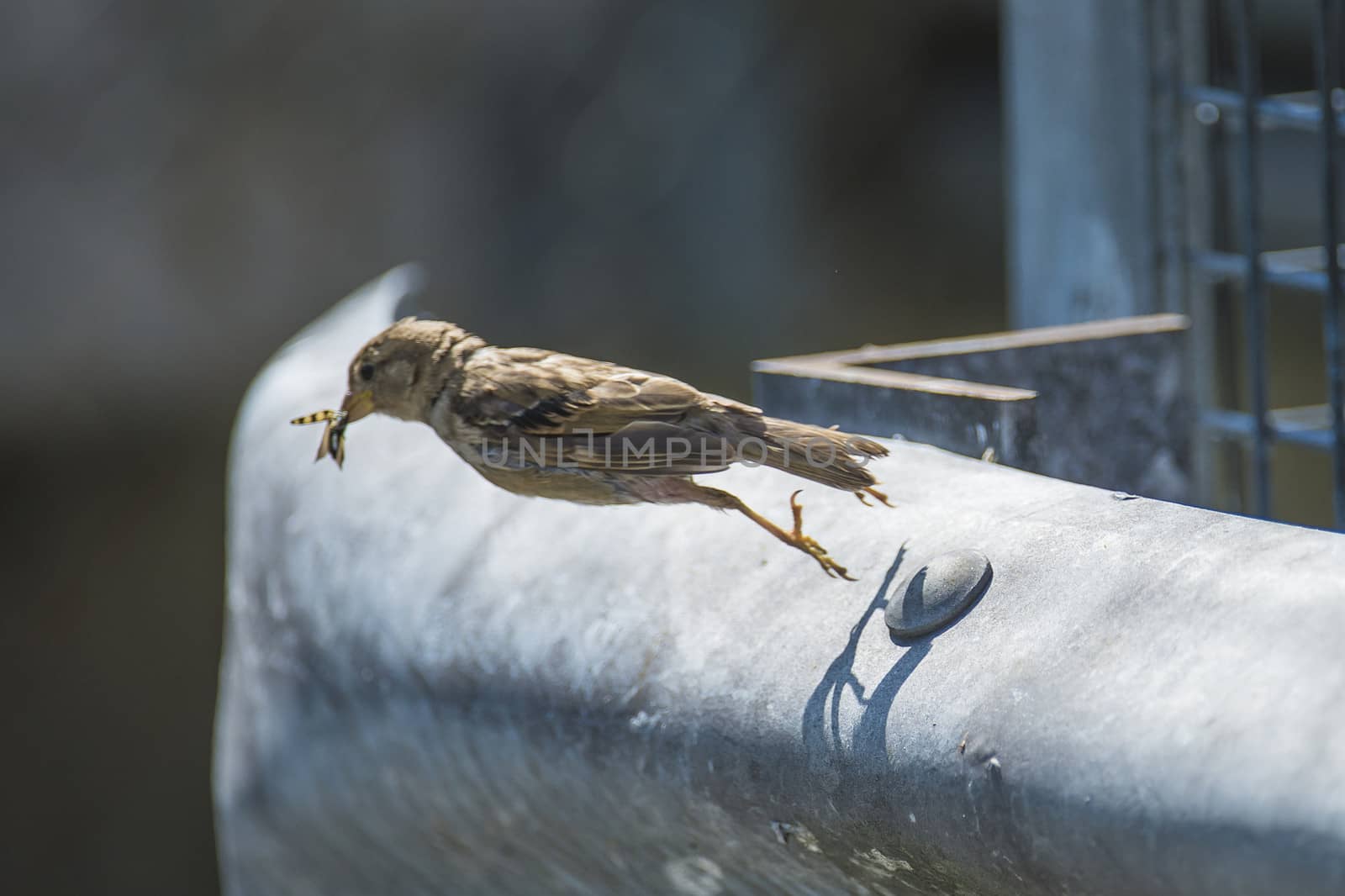 sparrow catching an insect in the air by steirus
