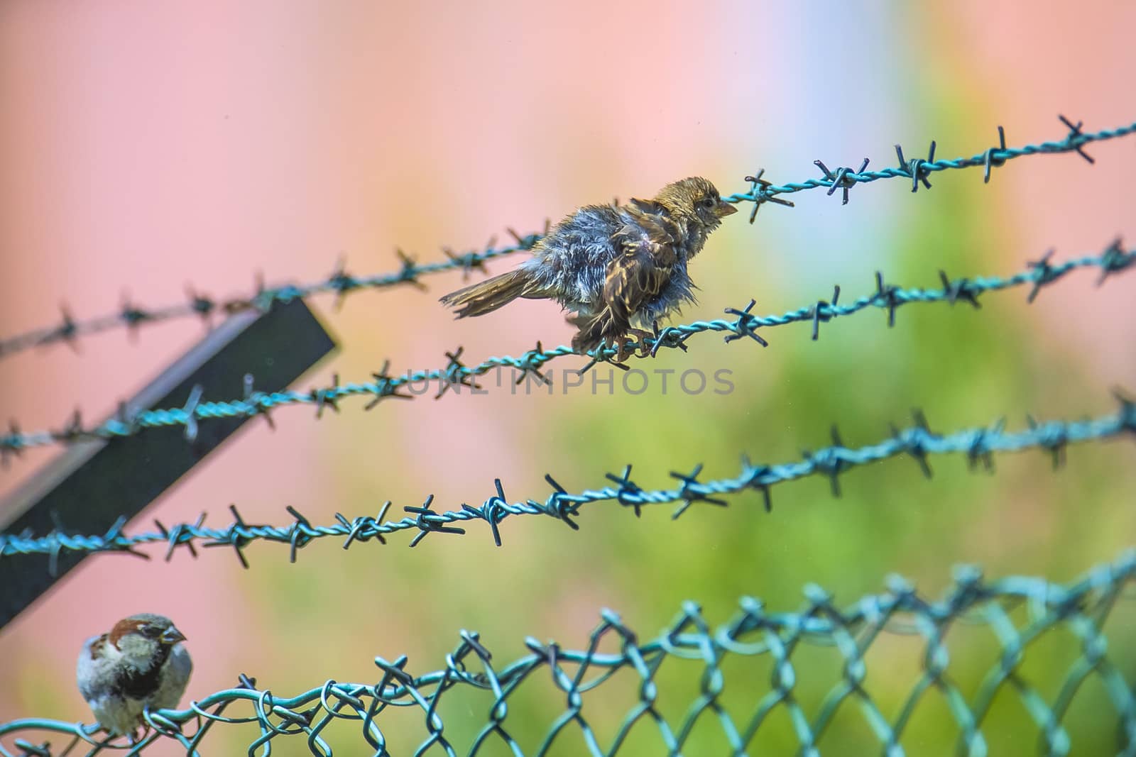 sparrow sitting on a barbed wire fence by steirus