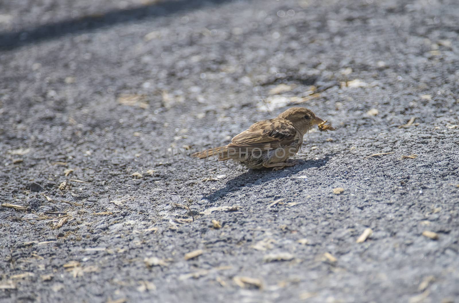 sparrow, passeridae on the ground by steirus