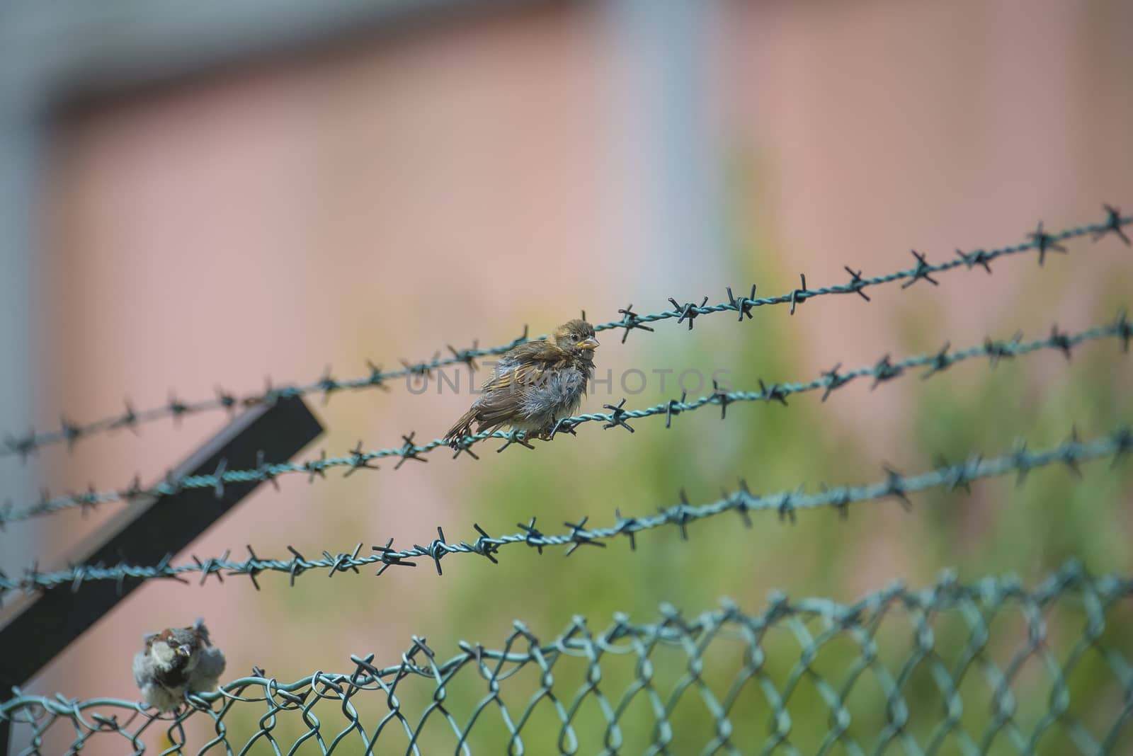sparrow sitting on a barbed wire fence by steirus