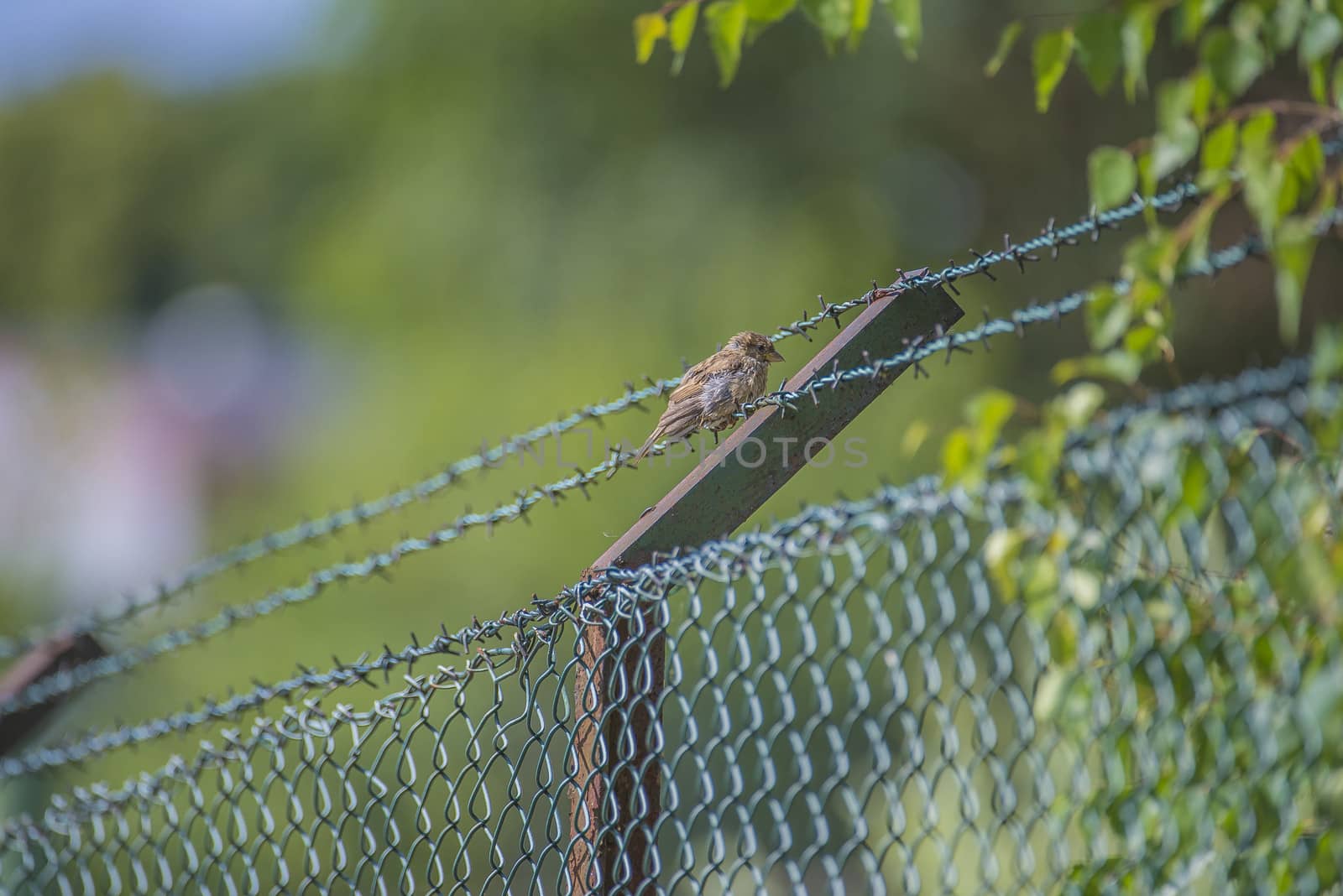 sparrow sitting on a barbed wire fence by steirus