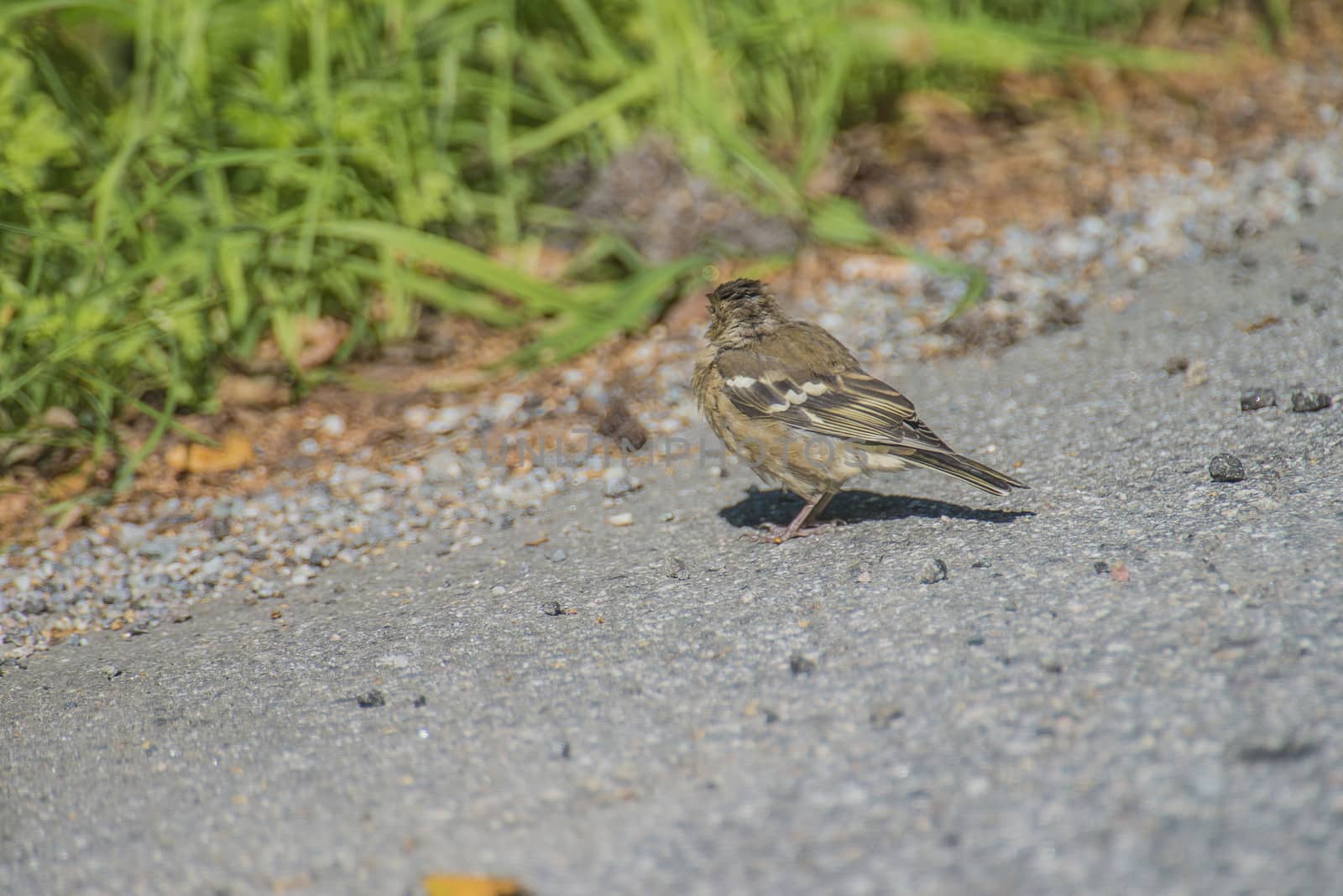 sparrow, passeridae on the ground by steirus