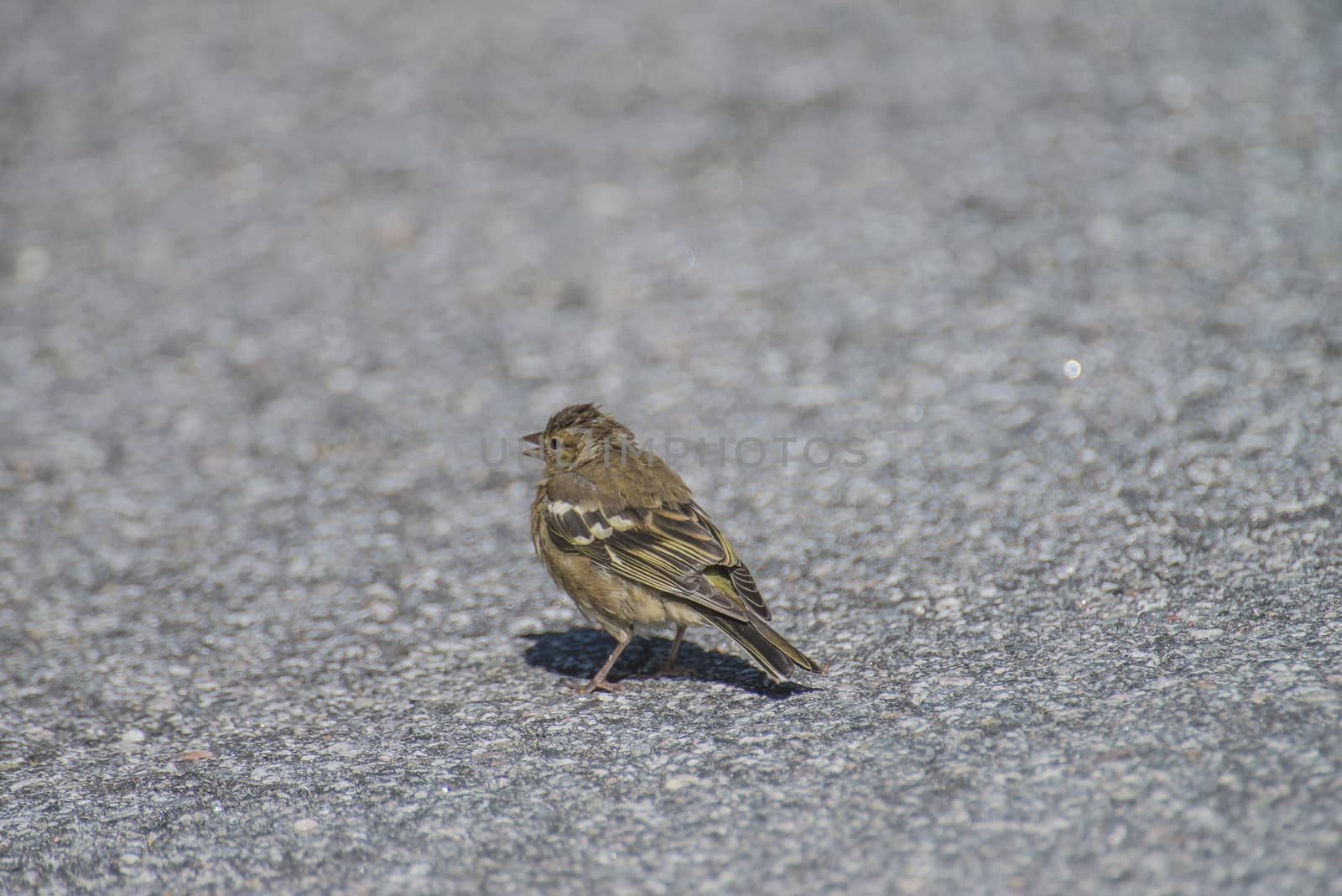 sparrow, passeridae on the ground by steirus