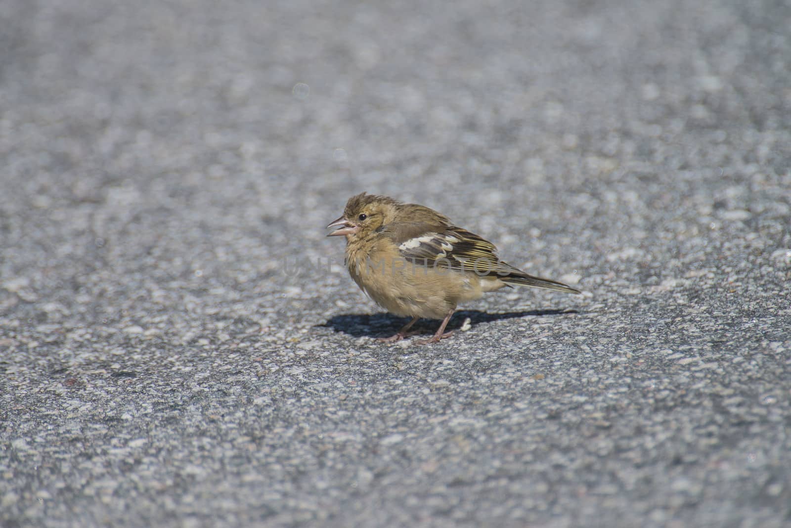 sparrow, passeridae on the ground by steirus