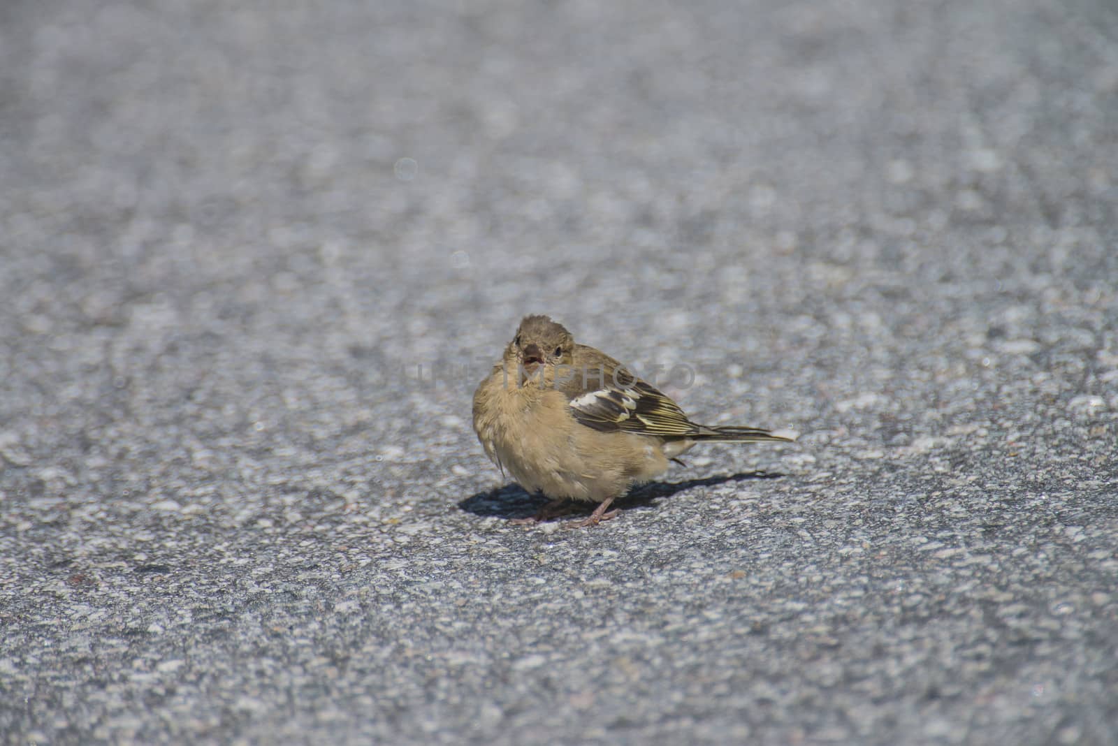 sparrow, passeridae on the ground by steirus