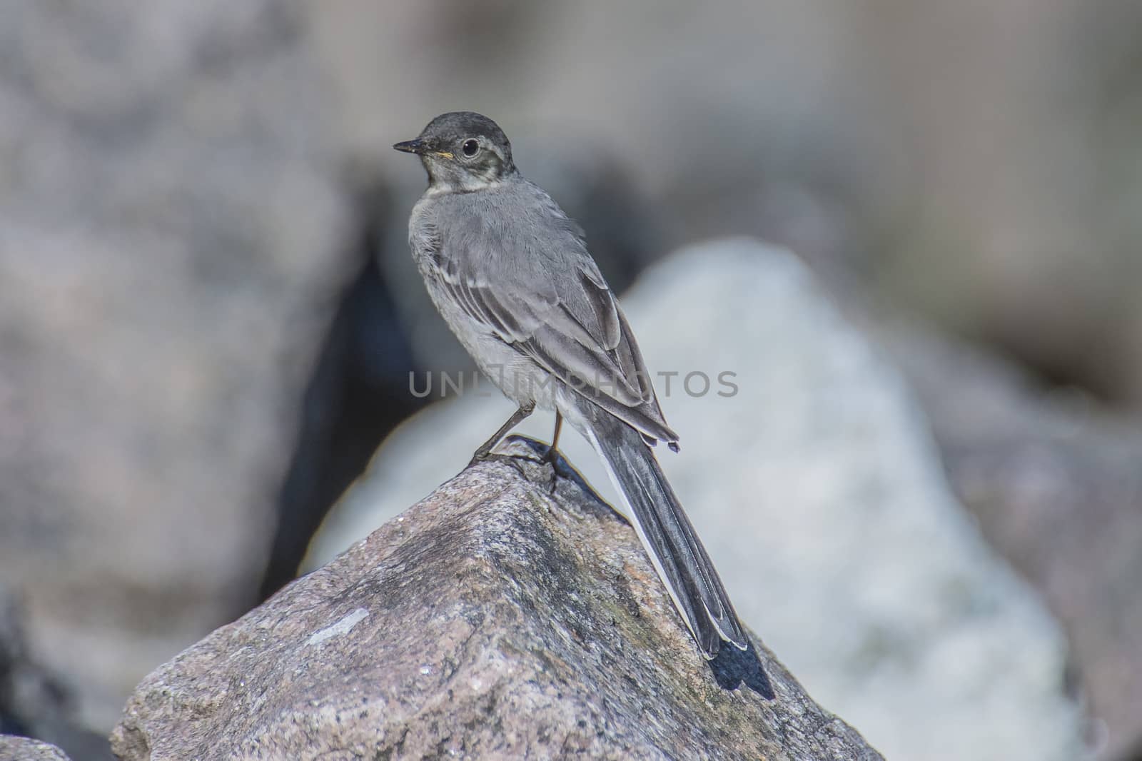 wagtail in the tista river by steirus