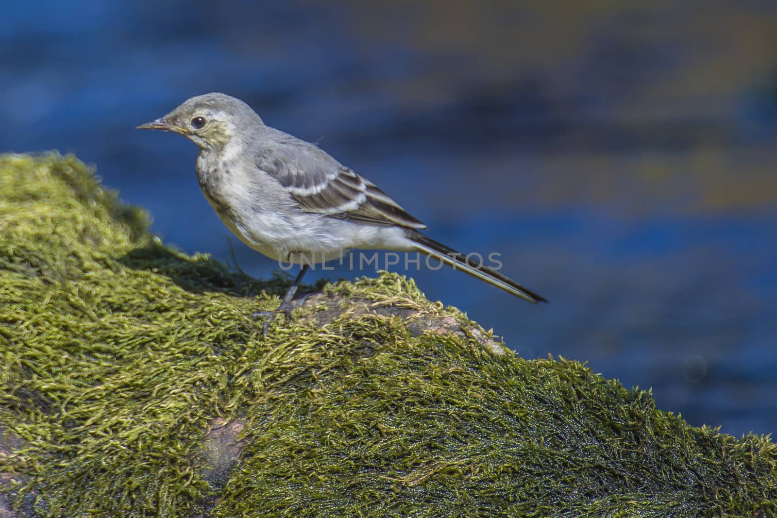 wagtail in the tista river by steirus