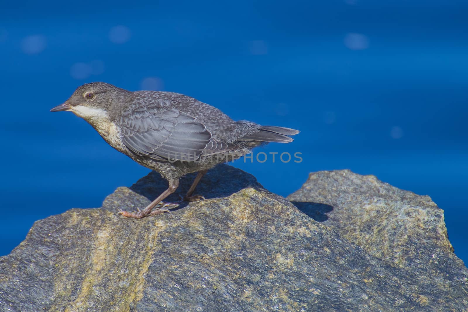 white-throated dipper, cinclus cinclus, young bird by steirus