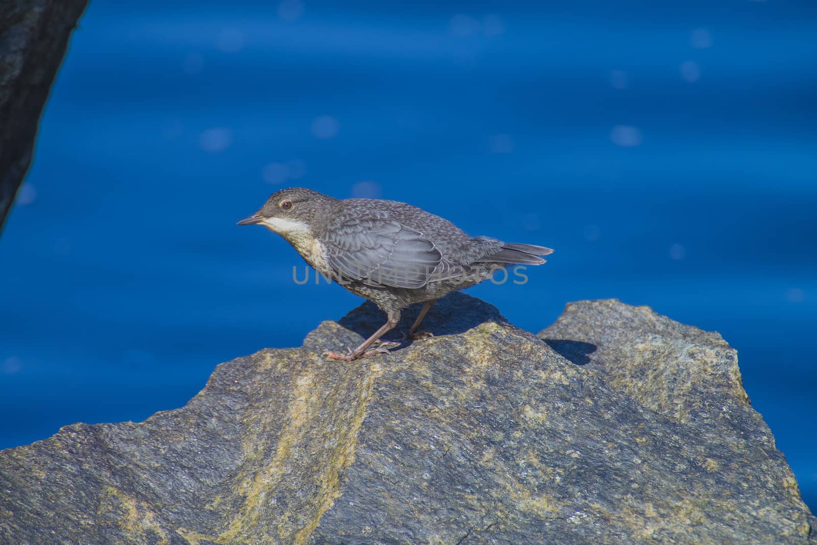 white-throated dipper, cinclus cinclus, young bird by steirus