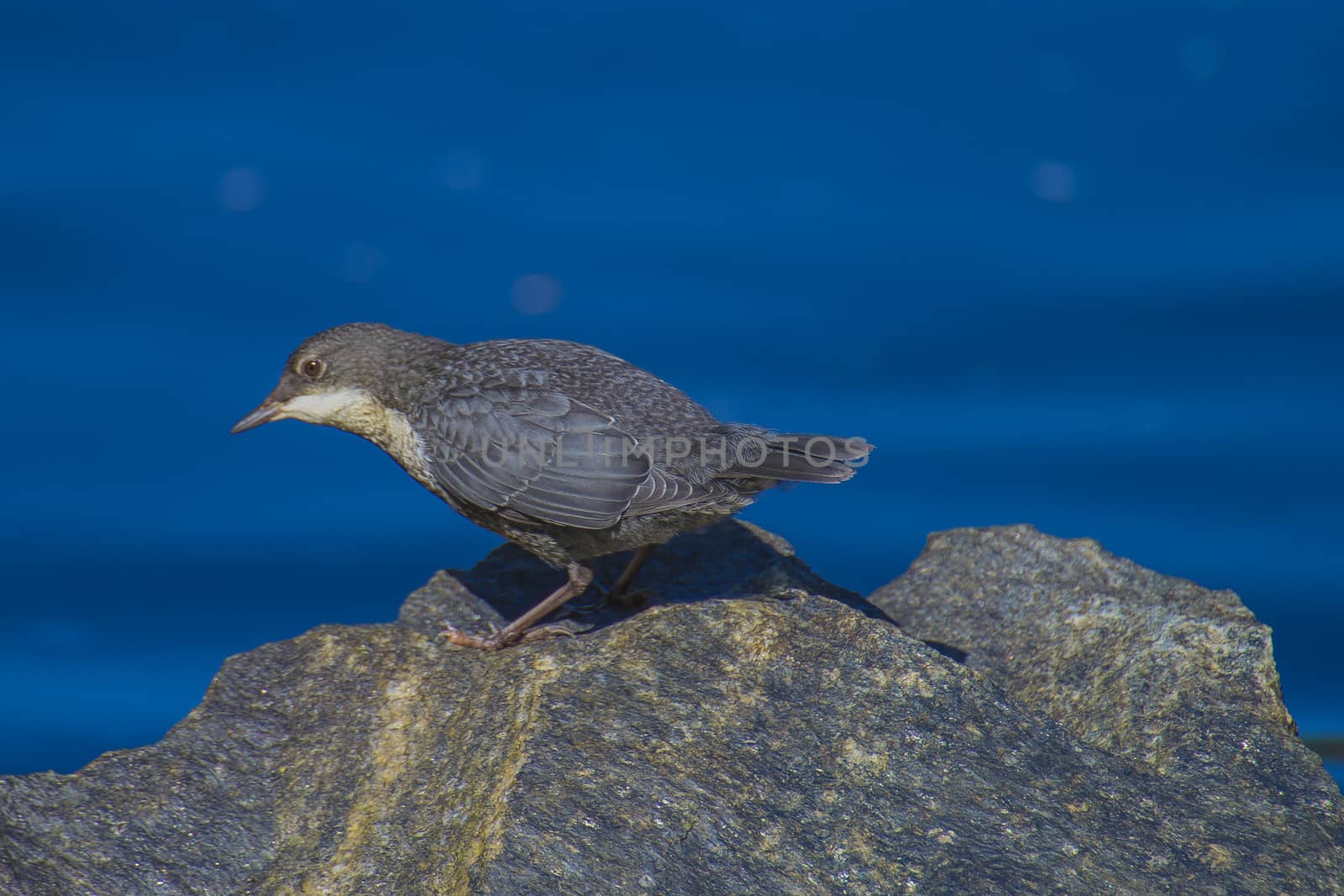 white-throated dipper, cinclus cinclus, young bird by steirus