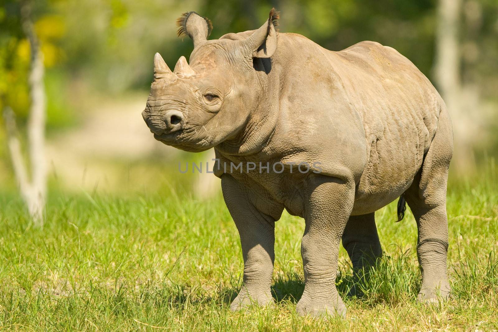 A young Rhinoceros on a grassy field.