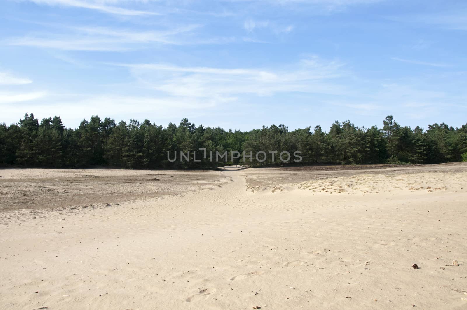 dutch landscape area called kootwijkerzand