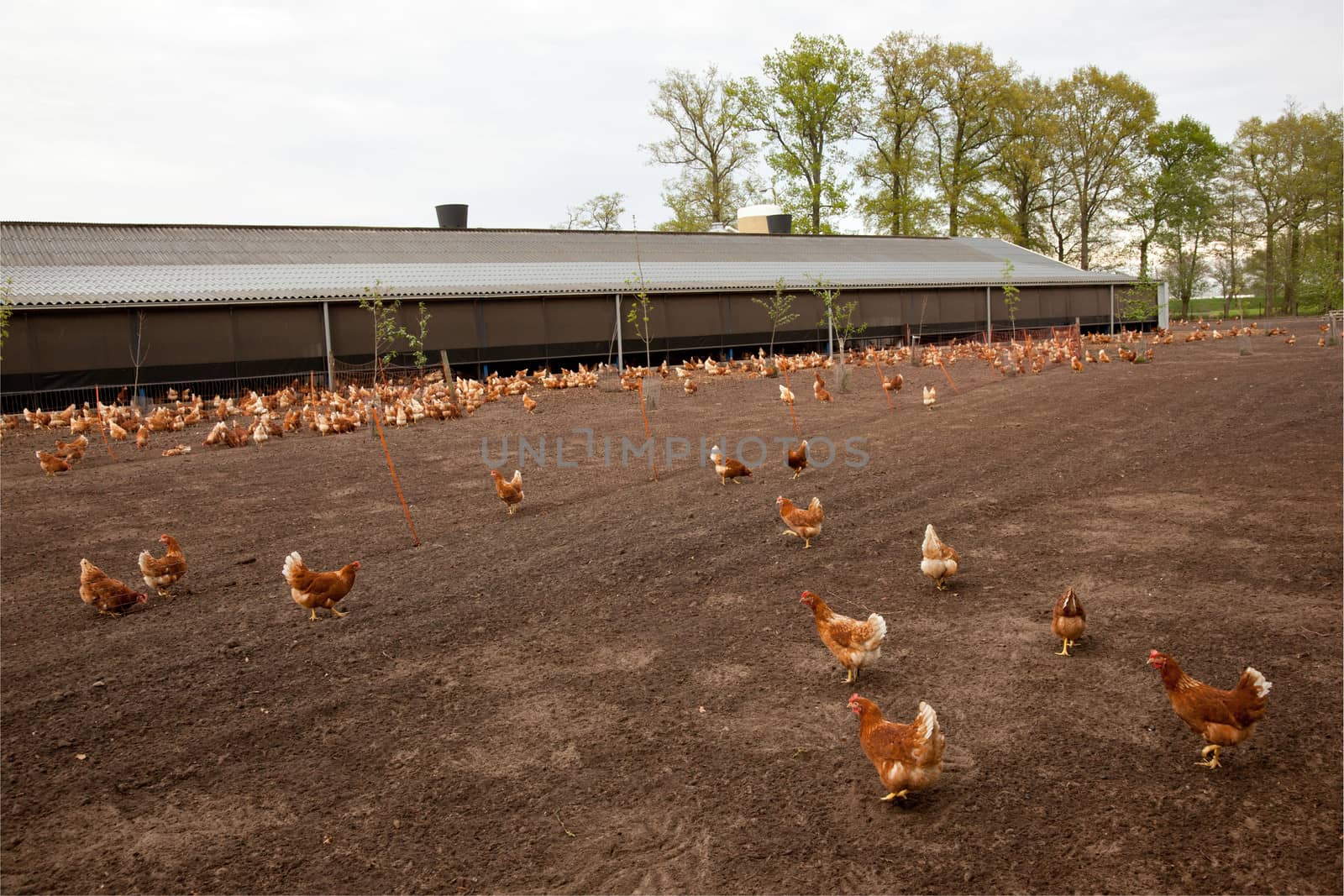brown outside chicken at poultry farm in The Netherlands