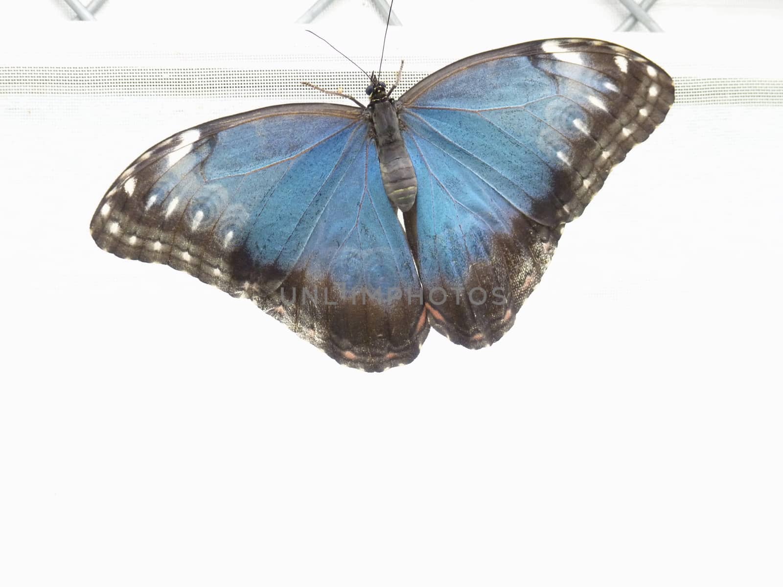 Blue Morph butterfly