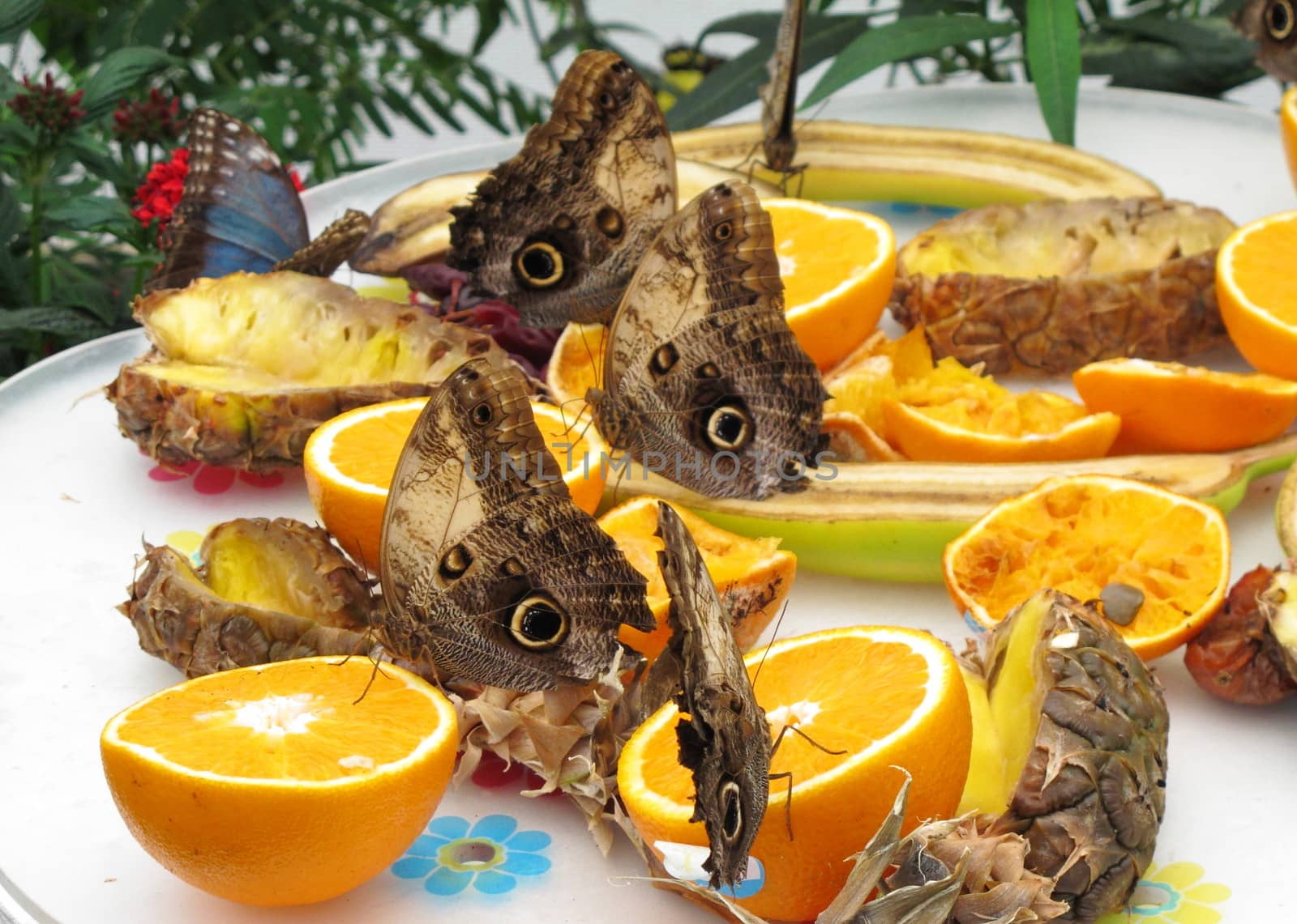 Owl moths feeding