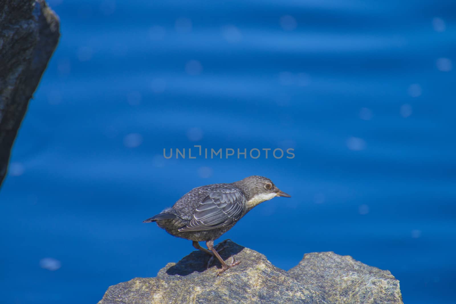 Photo of White-Throated Dipper is shot by the Tista River in Halden, Norway.