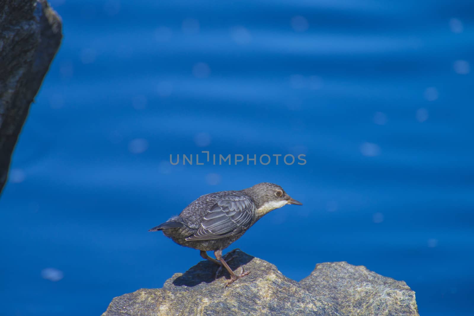 white-throated dipper, cinclus cinclus, young bird by steirus