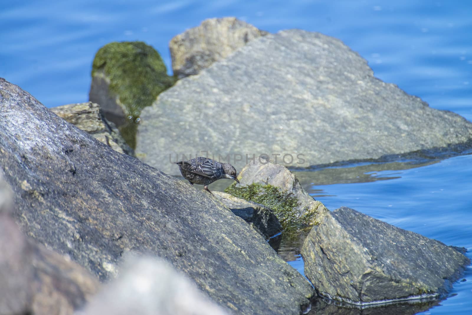 Photo of White-Throated Dipper is shot by the Tista River in Halden, Norway.