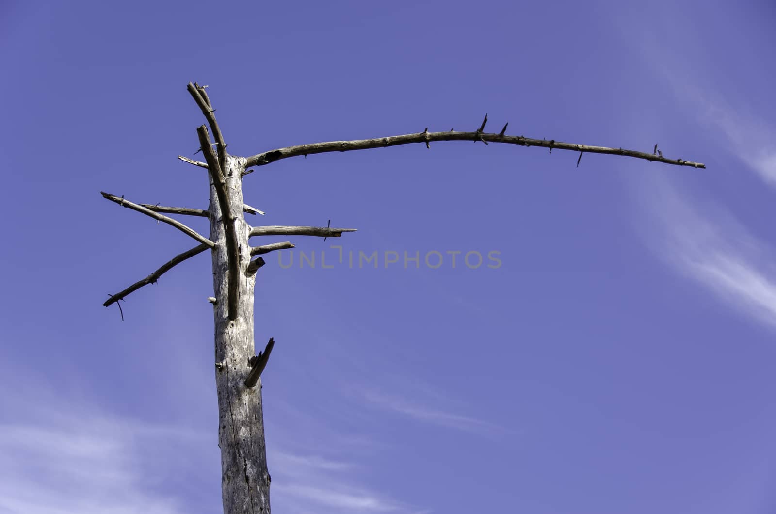 Bleached dead tree trunk against a blue sky with light clouds