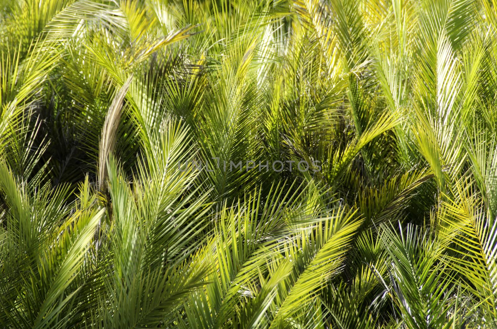 Palm leaves background by Arrxxx