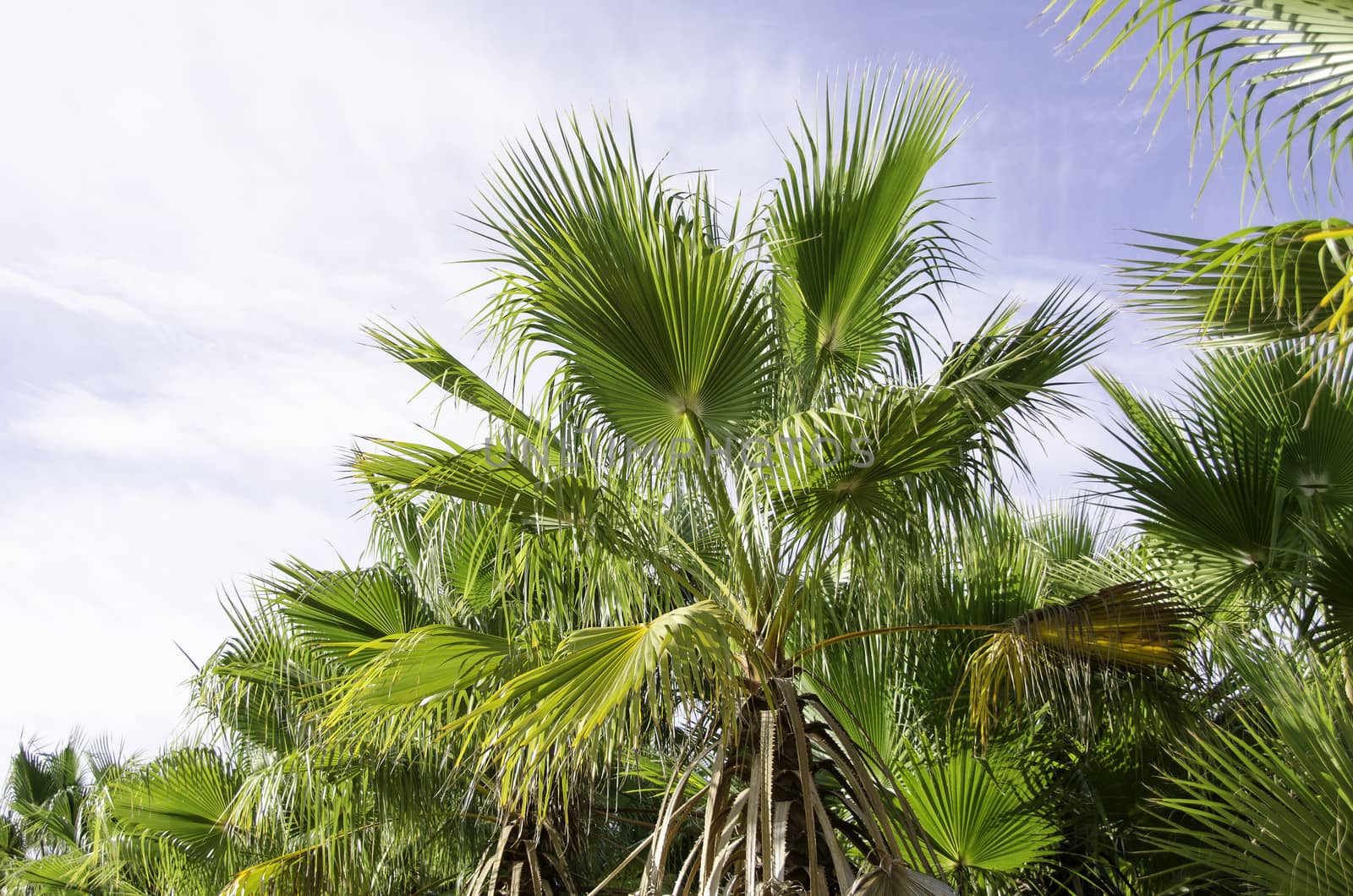 European fan palm, Chamaerops humilis as seen against the sky