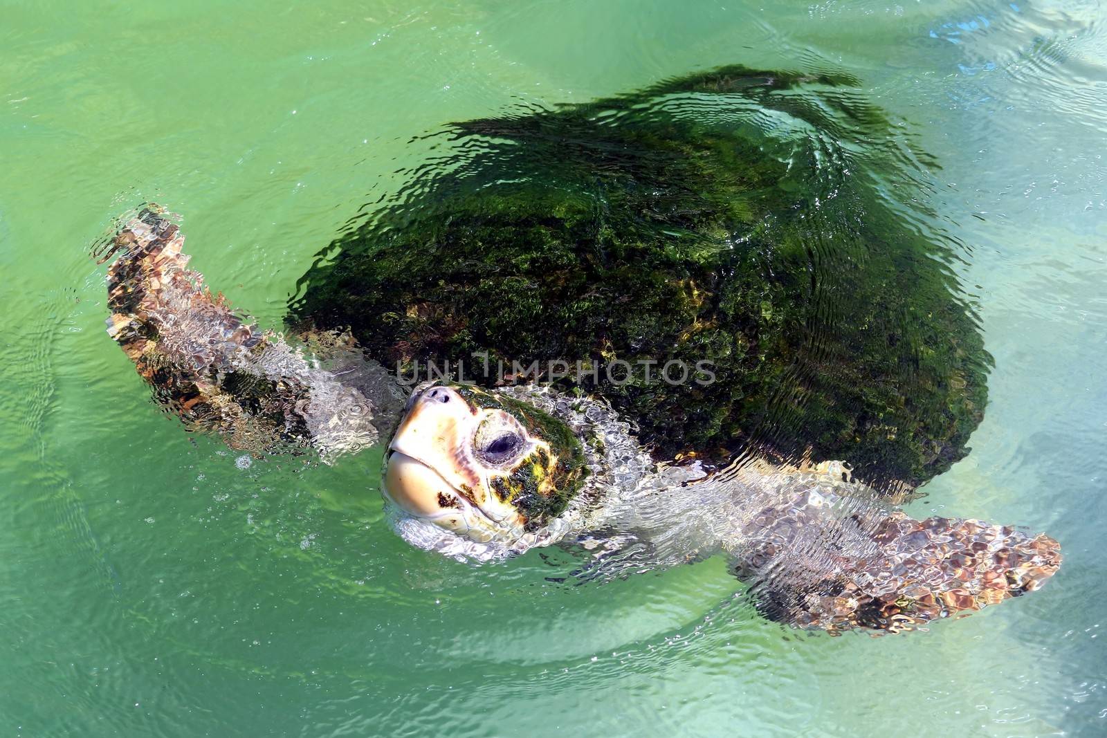 Sea turtle with green algae covered back coming up for air