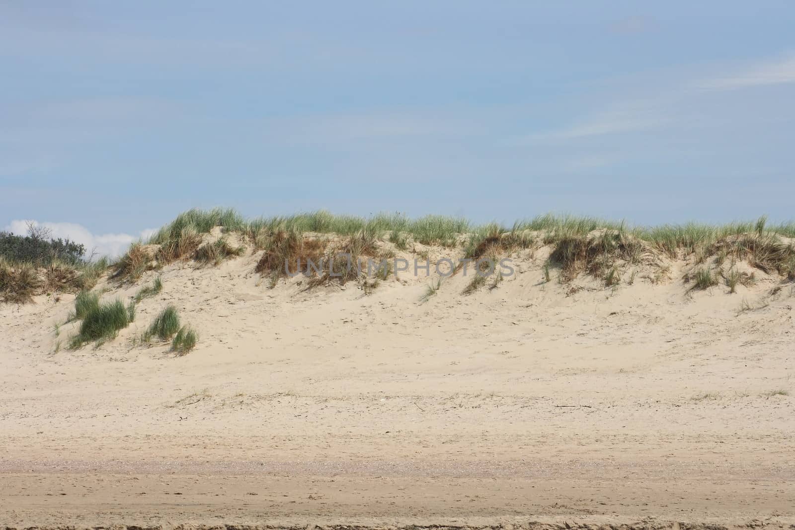 A grass-covered dunes with sparse